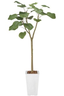 造花アート・観葉植物　ウンベラータ1.7