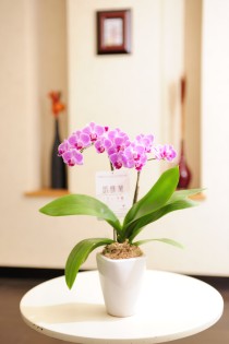 胡蝶蘭ミディ　フローラ　※2way BOX入り・アロマオイル付