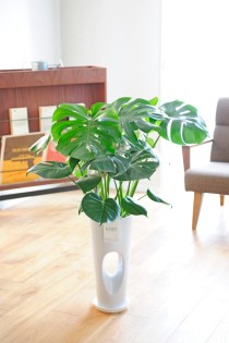 観葉植物　モンステラ　7号※穴あき丸高陶器鉢仕立て