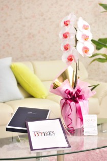 花とギフトのセット　選べる花色のカラー胡蝶蘭　彩 - irodori -　1本立（暖色系）とカタログギフト（ミストラル/アンティーブ）