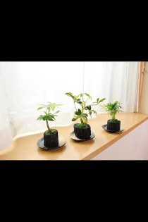炭花壇　観葉植物　3種セット【ミニ】　※陶器皿付き