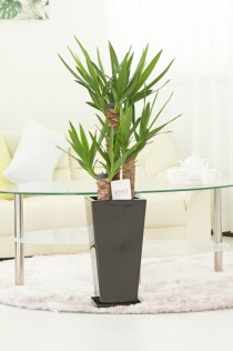 観葉植物　ユッカ・エレファンティペス　7号※黒角陶器鉢（角皿付）