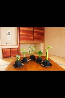 炭花壇　観葉植物　5種セット【ミニ】　※陶器皿付き