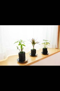 炭花壇　観葉植物　3種セット　※陶器皿付き