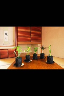 炭花壇　観葉植物　5種セット　※陶器皿付き