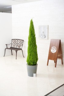 ＜屋外専用＞観葉植物　ゴールドクレスト　10号　インテリア鉢カバー「ダークブルー」仕様