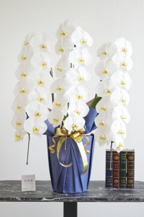 豪華胡蝶蘭3本立（白）　2万円コース（39～42輪程度）