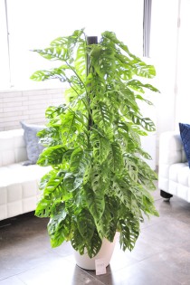 観葉植物　マドカズラ　10号※白丸鉢カバー付【花言葉カード付】