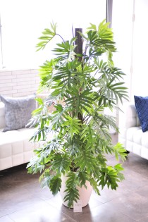 観葉植物　トサカカズラ　10号※白丸鉢カバー付【花言葉カード付】