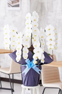 胡蝶蘭5本立（白）　2.5万円コース規格（50～55輪程度）