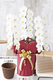 【燃やせる捨てられるエコ鉢使用】胡蝶蘭3本立（白）　1.5万円コース（36～39輪程度）