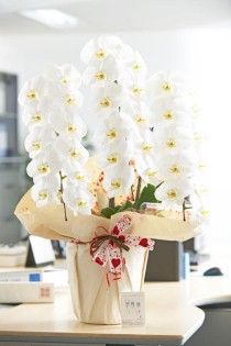 ＜東京23区配送限定＞手持ち配送　こだわりラッピング［ハートチョコ］胡蝶蘭　3本立（白）1.5万円コース