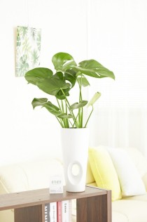 観葉植物　モンステラ　6号※穴あき白丸陶器鉢