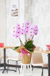 胡蝶蘭3本立（ピンク）　1.2万円コース（18～21輪程度）