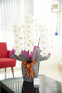 こだわりラッピング［グレープ＆パンプキン］胡蝶蘭　3本立（白）1.5万円コース