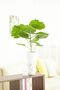 観葉植物　ウンベラータ　6号※穴あき白丸陶器鉢