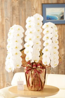 ＜東京23区配送限定＞当日配送　こだわりラッピング［ゴールデンローズ］胡蝶蘭　3本立（白）3万円コース