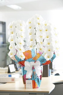 ＜東京23区配送限定＞手持ち配送　こだわりラッピング［レトロモザイク］胡蝶蘭　3本立（白）　30～33輪程度