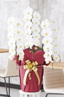 胡蝶蘭3本立（白）　1.5万円コース（36～39輪程度）