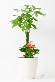 観葉植物　寄せ植え　パキラ10号※白丸鉢カバー付カバー付