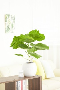 観葉植物　ウンベラータ　6号※白ダルマ陶器鉢