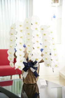 こだわりラッピング［キャメル×インディゴ］胡蝶蘭　3本立（白）3万円コース