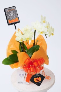 【ハロウィン限定仕様】胡蝶蘭ミディ（黄色系）　2本立（14輪以上）　※ピック＆タグ付き