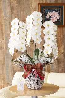 ＜東京23区配送限定＞当日配送　こだわりラッピング［エッフェル］胡蝶蘭　3本立（白）　30～33輪程度