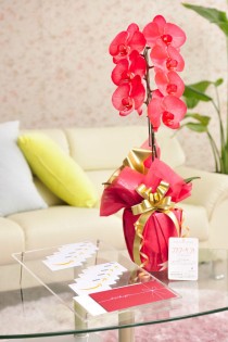 花とギフトのセット　選べる花色のカラー胡蝶蘭　彩 - irodori -　1本立（暖色系）と商品券（Amazonギフト券10,000円分）