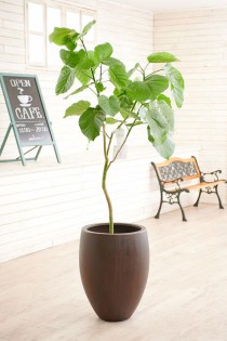 観葉植物　ウンベラータ　10号　インテリア鉢カバー「オークアンティーク」仕様【高級感溢れる立札＆花言葉カード、欧州から輸入の装飾リボン付】