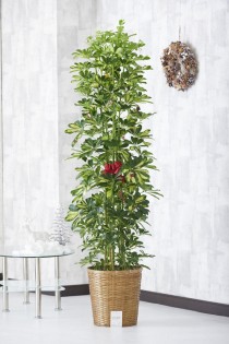 【クリスマス限定仕様】クリスマスツリー観葉植物　シェフレラ（斑入りホンコン）　10号※バスケット鉢カバー付【花言葉カード付】
