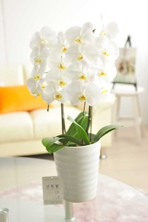 胡蝶蘭　大輪2本立　※デコラティブ