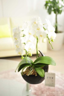 胡蝶蘭ミディ　2本立（白）　※丸型陶器鉢仕立て（スプーン鉢）