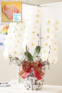 ＜東京23区配送限定＞【電報・祝電付き】当日配送　こだわりラッピング［エッフェル］胡蝶蘭　3本立（白）　36～39輪程度