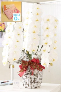 ＜東京23区配送限定＞【電報・祝電付き】当日配送　こだわりラッピング［エッフェル］胡蝶蘭　3本立（白）　42～51輪程度