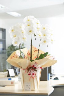 こだわりラッピング［ハートチョコ］胡蝶蘭　3本立（白）1万円コース