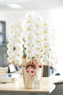 こだわりラッピング［ハートチョコ］胡蝶蘭　3本立（白）2万円コース