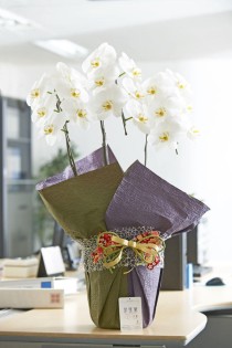こだわりラッピング［和のココロ］胡蝶蘭　3本立（白）1万円コース