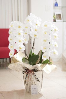 こだわりラッピング［曼荼羅（まんだら）金花柄］胡蝶蘭　3本立（白）1.2万円コース