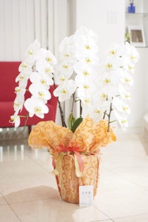 こだわりラッピング［スプリングサンライト］胡蝶蘭　3本立（白）1.5万円コース