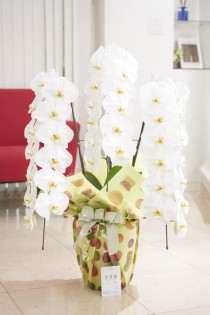 こだわりラッピング［マカロンポップ］胡蝶蘭　3本立（白）　36～39輪程度