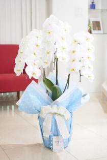 こだわりラッピング［ピュアハート］胡蝶蘭　3本立（白）1.2万円コース