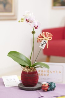 【迎春・正月用】胡蝶蘭ミディ　カララ　豆蘭ガラス（赤色）※風呂敷、チャーム、花言葉カード付