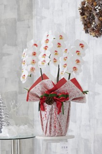 【クリスマス限定仕様】カラー胡蝶蘭　彩 - irodori -（リップ）＆こだわりラッピング［ホーリーシンボル］3本立（24～27輪程度）