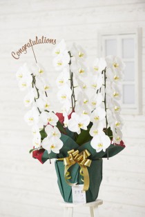 3D立体メッセージ札［Congratulations（文字型）］付　豪華胡蝶蘭3本立（白）　2万円コース規格（36～39輪程度）